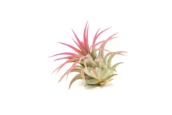 Raspberry Pink Enhanced Tillandsia Air Plants - Colorful Air Plants -Air Plant Supply Store Enhanced Colored Tillandsia Air Plant Ionantha Raspberry Pink 3 scaled