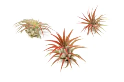 Red Enhanced Tillandsia Air Plants - Colorful Air Plants -Air Plant Supply Store Enhanced Colored Tillandsia Air Plant Ionantha Red 1 scaled