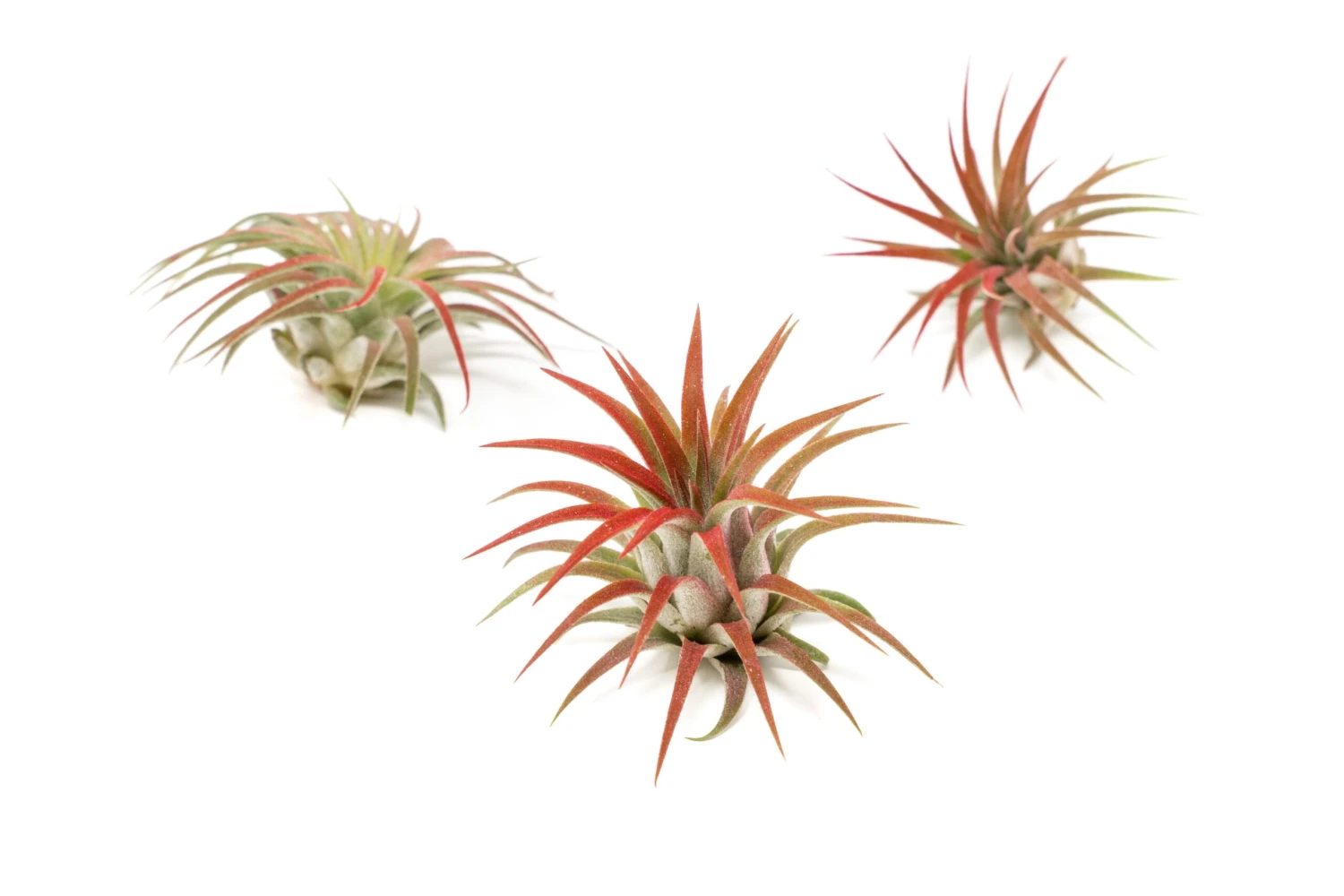 Red Enhanced Tillandsia Air Plants - Colorful Air Plants - Image 8
