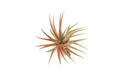 Red Enhanced Tillandsia Air Plants - Colorful Air Plants -Air Plant Supply Store Enhanced Colored Tillandsia Air Plant Ionantha Red 2