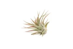 Red Enhanced Tillandsia Air Plants - Colorful Air Plants -Air Plant Supply Store Enhanced Colored Tillandsia Air Plant Ionantha Red 3