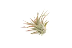 Red Enhanced Tillandsia Air Plants - Colorful Air Plants -Air Plant Supply Store Enhanced Colored Tillandsia Air Plant Ionantha Red 3 scaled