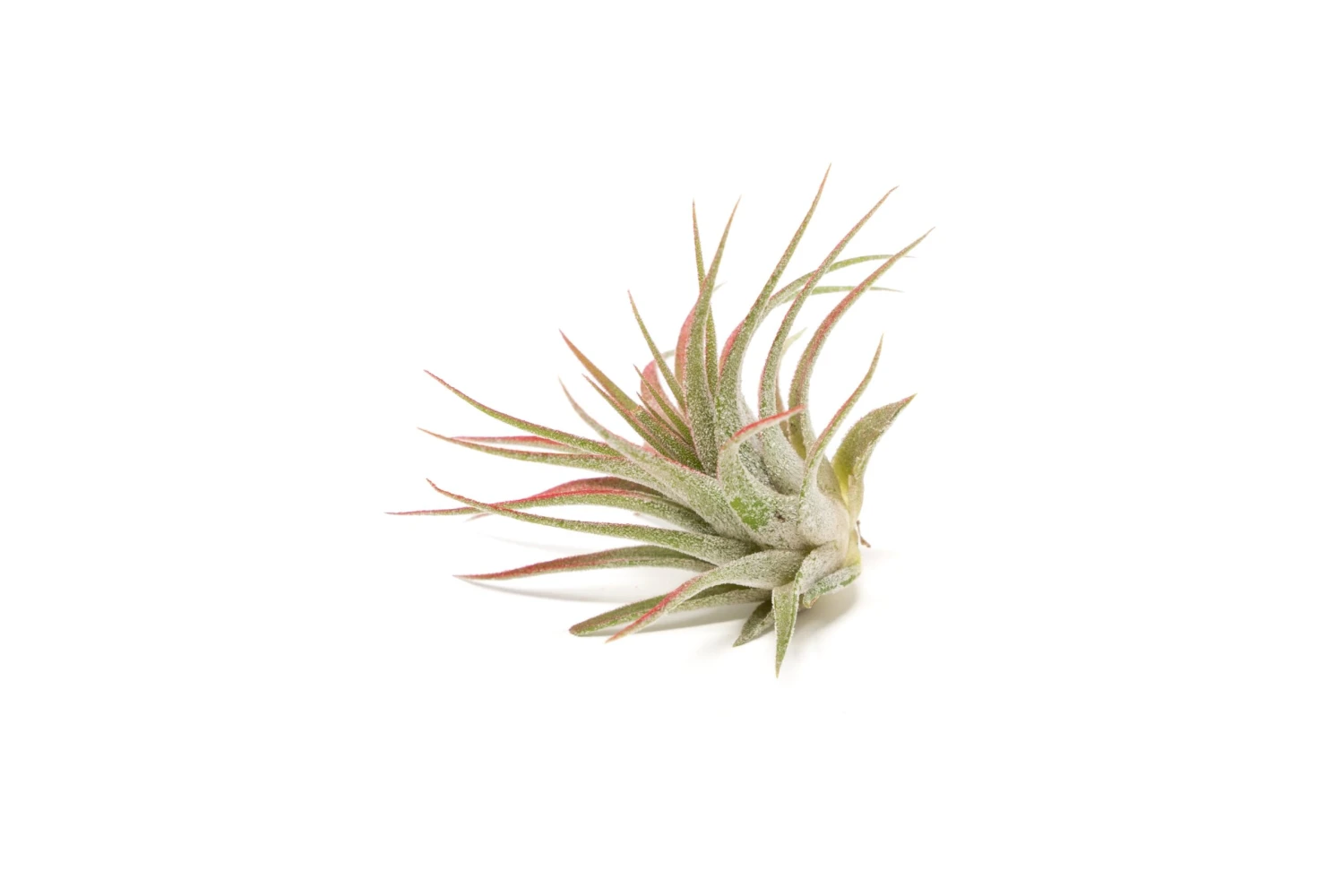 Red Enhanced Tillandsia Air Plants - Colorful Air Plants - Image 7