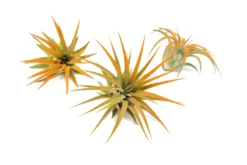 Tangerine Enhanced Tillandsia Air Plants - Colorful Air Plants 26 Tangerine Enhanced Tillandsia Air Plants - Colorful Air Plants -Air Plant Supply Store Enhanced Colored Tillandsia Air Plant Ionantha Tangerine 1 scaled