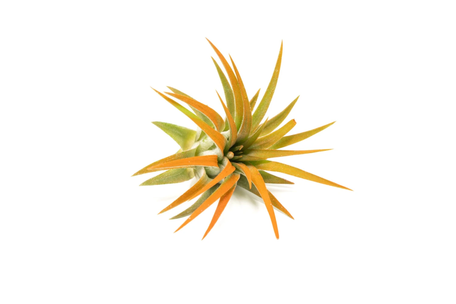 Color Enhanced - Tillandsia Ionantha Rubra Air Plants - Image 15