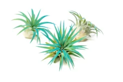 Teal Blue Enhanced Tillandsia Air Plants - Colorful Air Plants -Air Plant Supply Store Enhanced Colored Tillandsia Air Plant Ionantha Teal Blue 1 scaled