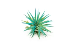Teal Blue Enhanced Tillandsia Air Plants - Colorful Air Plants -Air Plant Supply Store Enhanced Colored Tillandsia Air Plant Ionantha Teal Blue 2 scaled