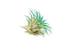 Teal Blue Enhanced Tillandsia Air Plants - Colorful Air Plants -Air Plant Supply Store Enhanced Colored Tillandsia Air Plant Ionantha Teal Blue 3