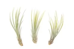 Bright Green Enhanced Tillandsia Air Plants - Colorful Air Plants 23 Bright Green Enhanced Tillandsia Air Plants - Colorful Air Plants -Air Plant Supply Store Enhanced Colored Tillandsia Air Plant Juncea Bright Green 1 1