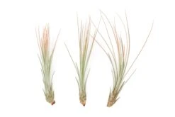 Coral Enhanced Tillandsia Air Plants - Colorful Air Plants -Air Plant Supply Store Enhanced Colored Tillandsia Air Plant Juncea Coral 1