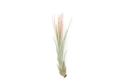 Coral Enhanced Tillandsia Air Plants - Colorful Air Plants -Air Plant Supply Store Enhanced Colored Tillandsia Air Plant Juncea Coral 2