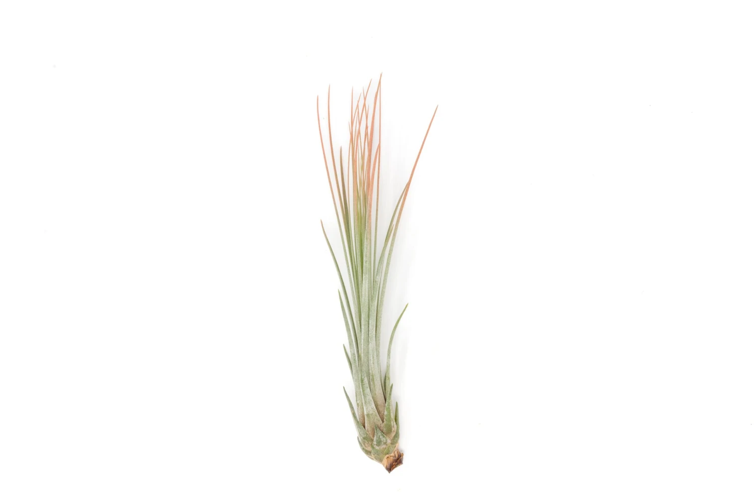 Coral Enhanced Tillandsia Air Plants - Colorful Air Plants - Image 15