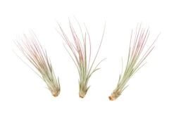 Color Enhanced - Tillandsia Juncea Air Plants -Air Plant Supply Store Enhanced Colored Tillandsia Air Plant Juncea Fuchsia 1 1