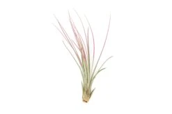 Color Enhanced - Tillandsia Juncea Air Plants -Air Plant Supply Store Enhanced Colored Tillandsia Air Plant Juncea Fuchsia 2 1