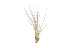 Color Enhanced - Tillandsia Juncea Air Plants 32 Color Enhanced - Tillandsia Juncea Air Plants -Air Plant Supply Store Enhanced Colored Tillandsia Air Plant Juncea Fuchsia 2 1 scaled