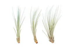 Color Enhanced - Tillandsia Juncea Air Plants 23 Color Enhanced - Tillandsia Juncea Air Plants -Air Plant Supply Store Enhanced Colored Tillandsia Air Plant Juncea Light Blue 1 1 scaled