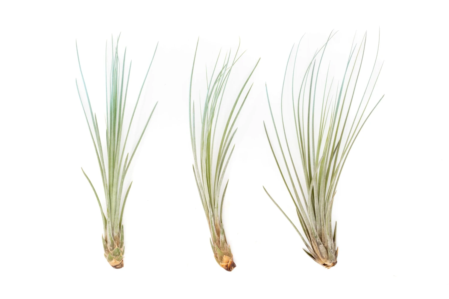 Color Enhanced - Tillandsia Juncea Air Plants - Image 4