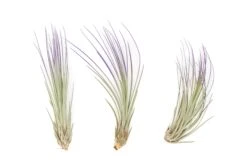 Purple Enhanced Tillandsia Air Plants - Colorful Air Plants -Air Plant Supply Store Enhanced Colored Tillandsia Air Plant Juncea Purple 1