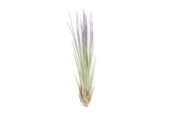 Color Enhanced - Tillandsia Juncea Air Plants -Air Plant Supply Store Enhanced Colored Tillandsia Air Plant Juncea Purple 2 1