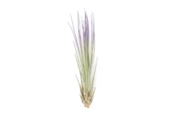 Purple Enhanced Tillandsia Air Plants - Colorful Air Plants 23 Purple Enhanced Tillandsia Air Plants - Colorful Air Plants -Air Plant Supply Store Enhanced Colored Tillandsia Air Plant Juncea Purple 2 scaled