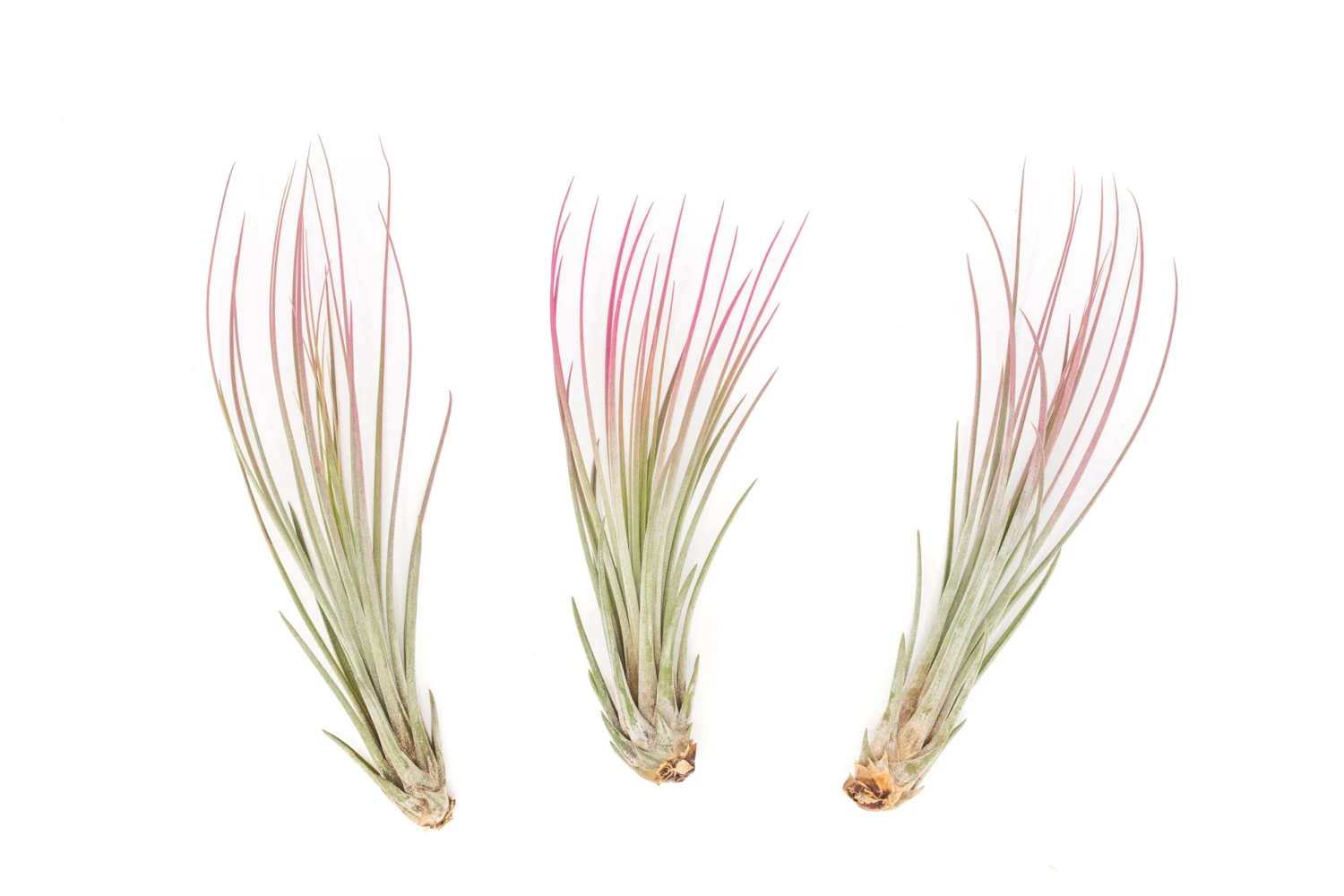 Color Enhanced - Tillandsia Juncea Air Plants - Image 10