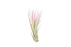 Color Enhanced - Tillandsia Juncea Air Plants -Air Plant Supply Store Enhanced Colored Tillandsia Air Plant Juncea Raspberry Pink 2