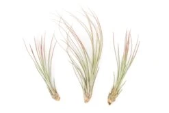 Red Enhanced Tillandsia Air Plants - Colorful Air Plants -Air Plant Supply Store Enhanced Colored Tillandsia Air Plant Juncea Red 1