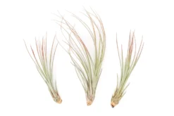 Red Enhanced Tillandsia Air Plants - Colorful Air Plants -Air Plant Supply Store Enhanced Colored Tillandsia Air Plant Juncea Red 1 scaled