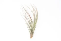 Red Enhanced Tillandsia Air Plants - Colorful Air Plants -Air Plant Supply Store Enhanced Colored Tillandsia Air Plant Juncea Red 2