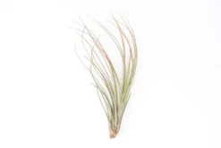 Red Enhanced Tillandsia Air Plants - Colorful Air Plants -Air Plant Supply Store Enhanced Colored Tillandsia Air Plant Juncea Red 2 scaled