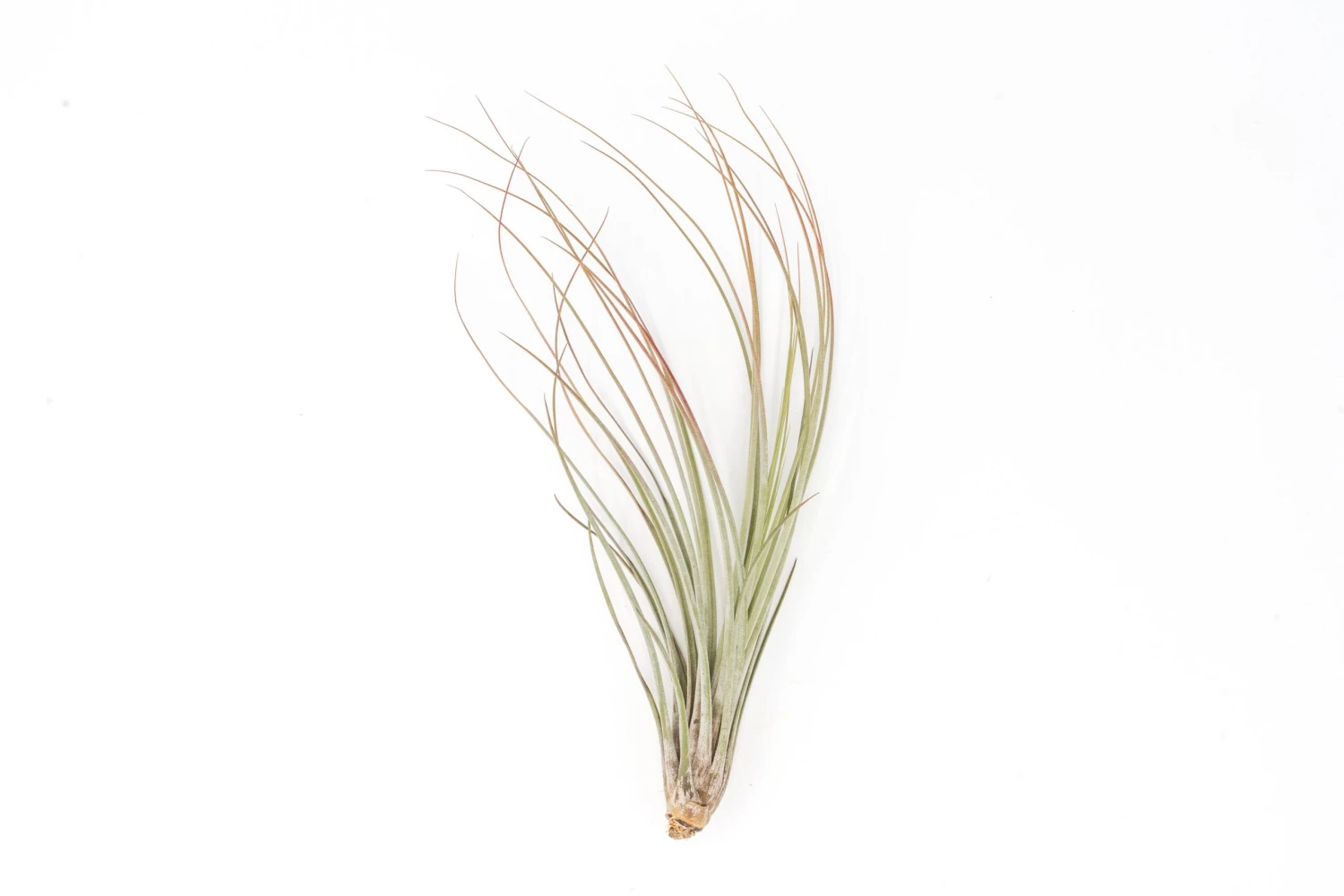 Red Enhanced Tillandsia Air Plants - Colorful Air Plants - Image 4
