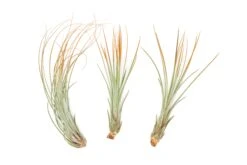 Tangerine Enhanced Tillandsia Air Plants - Colorful Air Plants -Air Plant Supply Store Enhanced Colored Tillandsia Air Plant Juncea Tangerine 1