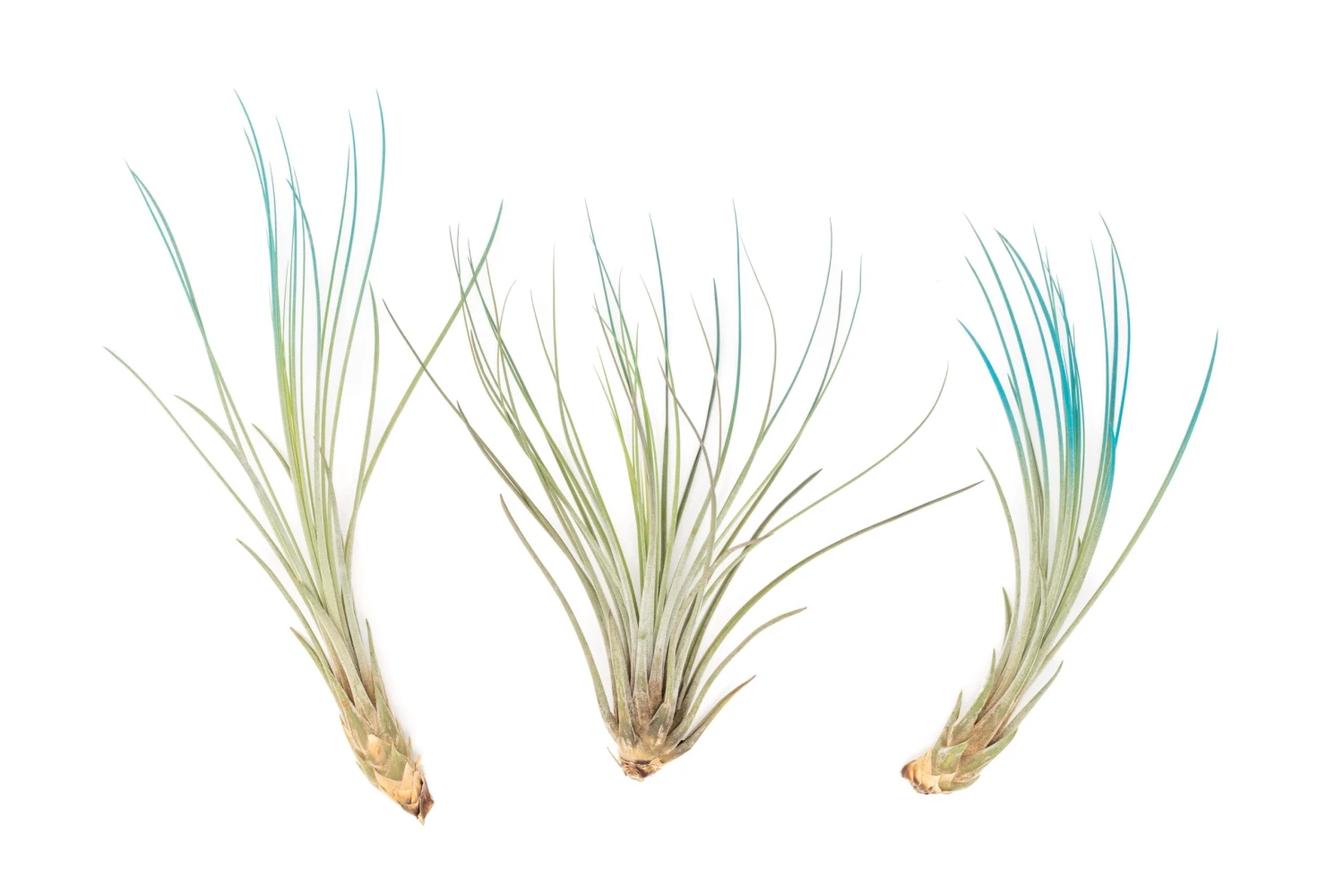 Color Enhanced - Tillandsia Juncea Air Plants - Image 11
