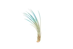 Color Enhanced - Tillandsia Juncea Air Plants 33 Color Enhanced - Tillandsia Juncea Air Plants -Air Plant Supply Store Enhanced Colored Tillandsia Air Plant Juncea Teal Blue 2 1 scaled