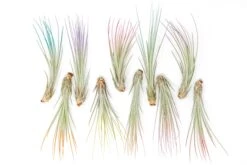 The Pride Collection Of Color Enhanced Tillandsia Air Plants -Air Plant Supply Store Enhanced Colored Tillandsia Air Plant Pride Pack min