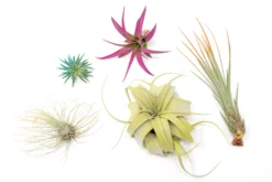 5 Assorted Colorful Air Plants Variety Pack - Color Enhanced Tillandsias -Air Plant Supply Store Enhanced Colored Tillandsia Air Plant Variety Pack 14 90480cdd b695 492c a768 d937d8ff31fa scaled