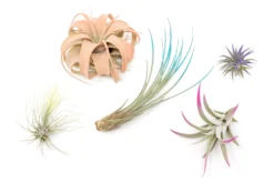 5 Assorted Colorful Air Plants Variety Pack - Color Enhanced Tillandsias -Air Plant Supply Store Enhanced Colored Tillandsia Air Plant Variety Pack 15 c3e4536e 1bae 4fe4 b488 311d164487e2 scaled
