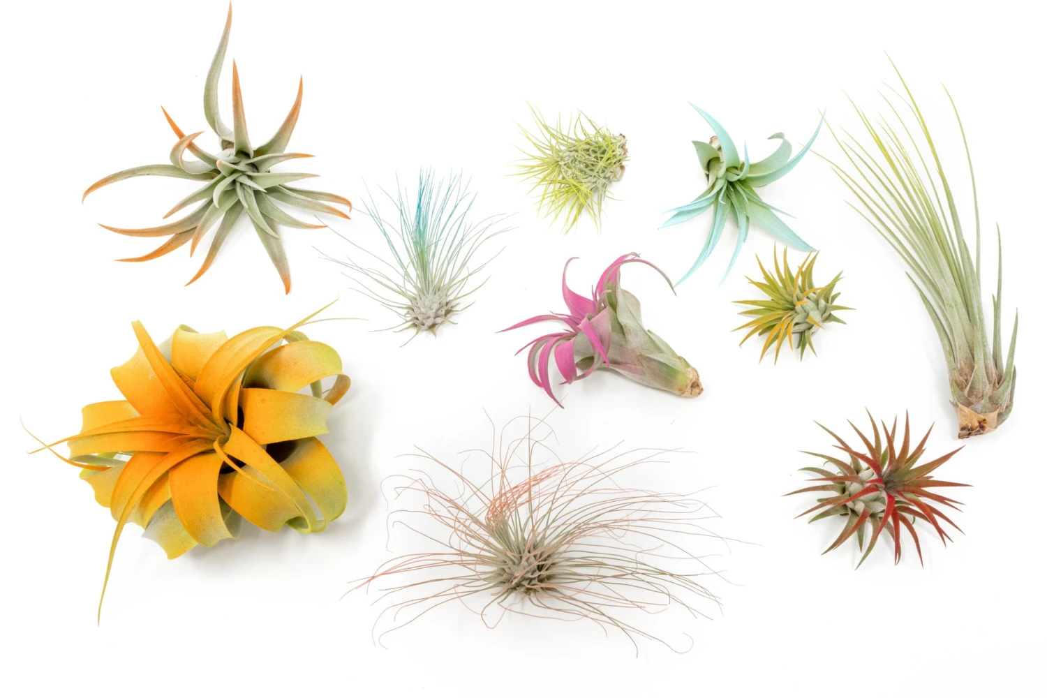 10 Assorted Colorful Air Plants Variety Pack - Color Enhanced Tillandsias - Image 2