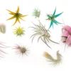 10 Assorted Colorful Air Plants Variety Pack - Color Enhanced Tillandsias