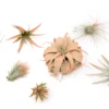 Coral Enhanced Tillandsia Air Plants - Colorful Air Plants