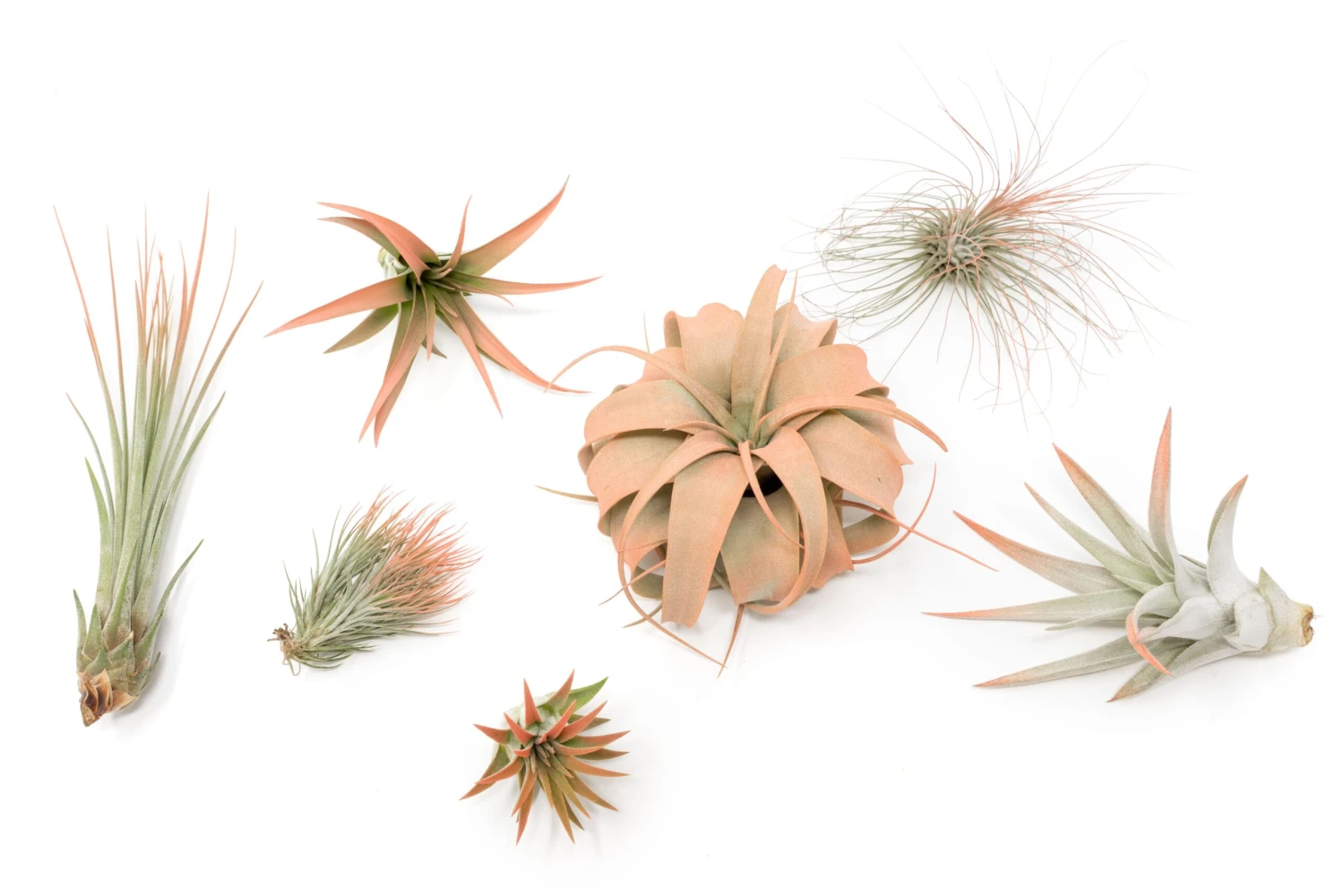 Coral Enhanced Tillandsia Air Plants - Colorful Air Plants