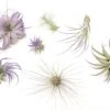 Purple Enhanced Tillandsia Air Plants - Colorful Air Plants