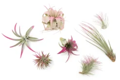 Raspberry Pink Enhanced Tillandsia Air Plants - Colorful Air Plants