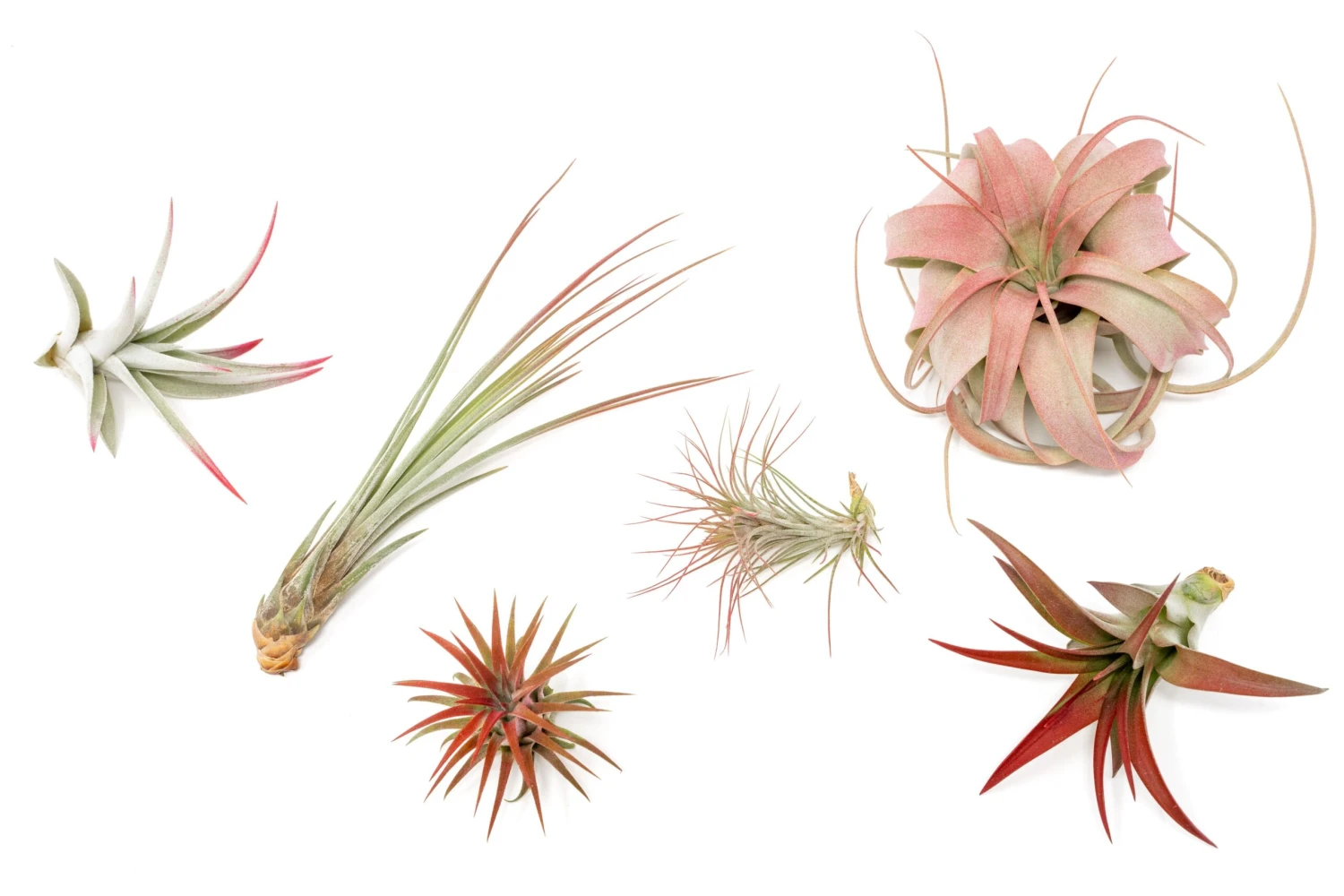 Red Enhanced Tillandsia Air Plants - Colorful Air Plants