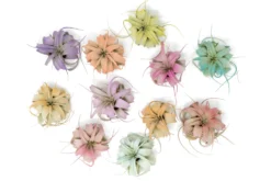 Color Enhanced - Mini Tillandsia Xerographica Air Plants