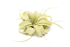 Bright Green Enhanced Tillandsia Air Plants - Colorful Air Plants 20 Bright Green Enhanced Tillandsia Air Plants - Colorful Air Plants -Air Plant Supply Store Enhanced Colored Tillandsia Air Plant Xerographica Bright Green 2 1