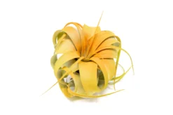 Color Enhanced - Mini Tillandsia Xerographica Air Plants In Custom Dual Colors -Air Plant Supply Store Enhanced Colored Tillandsia Air Plant Xerographica Citrus 2 scaled