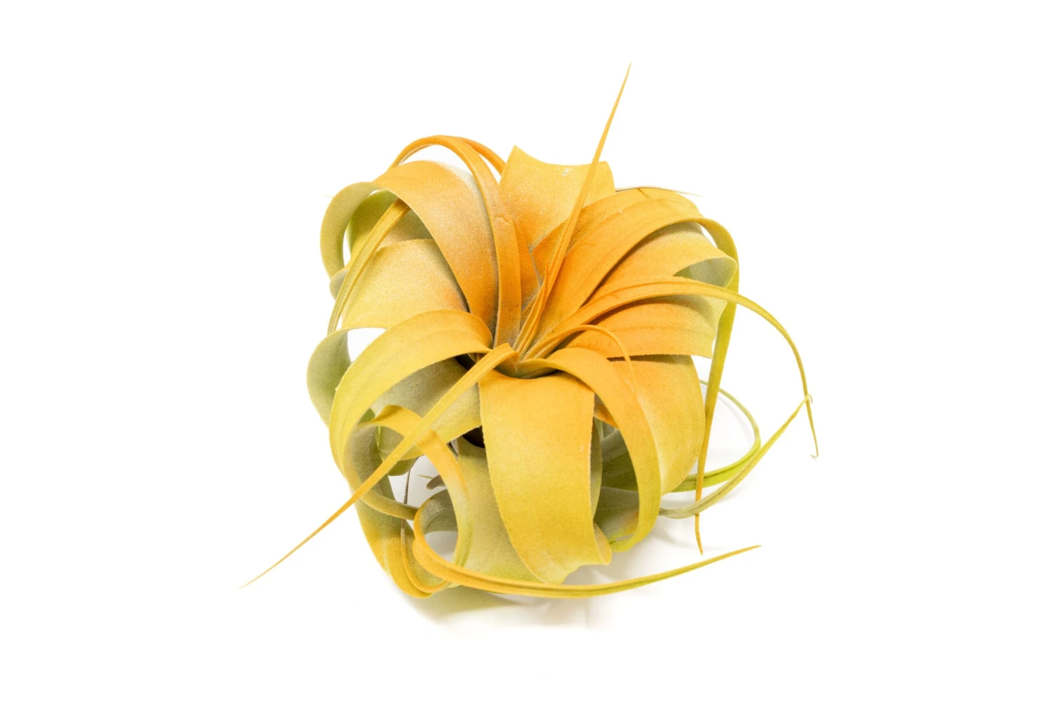 Color Enhanced - Mini Tillandsia Xerographica Air Plants In Custom Dual Colors - Image 5