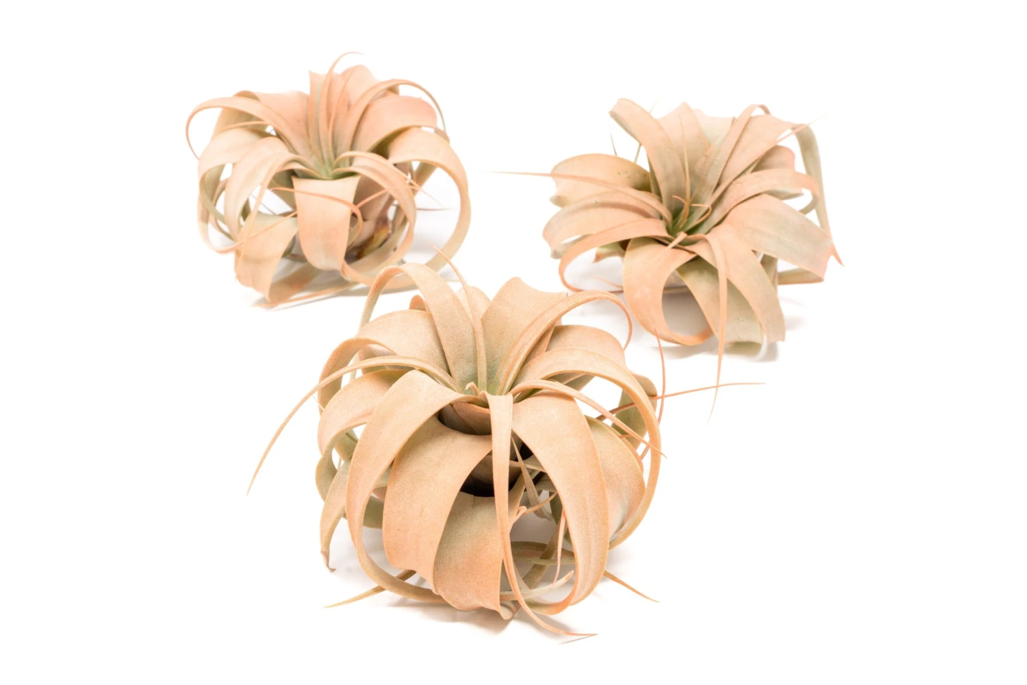 Coral Enhanced Tillandsia Air Plants - Colorful Air Plants - Image 3