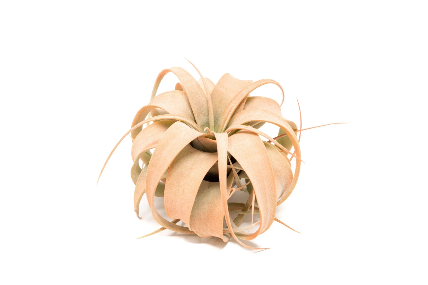 Coral Enhanced Tillandsia Air Plants - Colorful Air Plants - Image 2